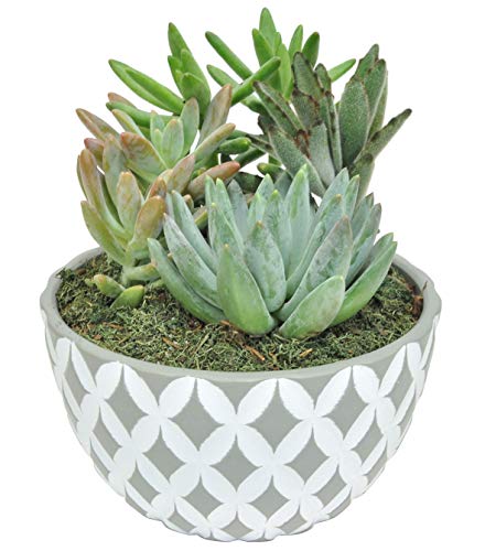 Costa Farms Succulents Fully Rooted Live Indoor Plant, 6-Inch Garden, in Ceramic Décor Planter - NbuFlowers