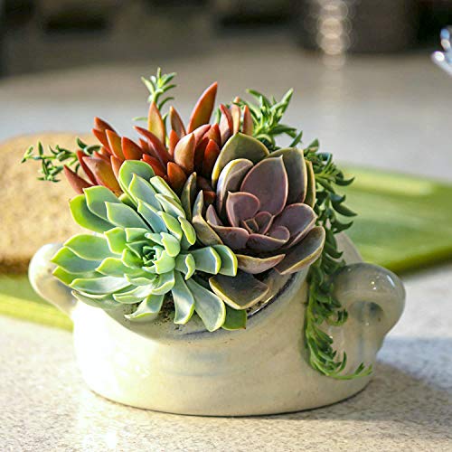 succulent plant pots