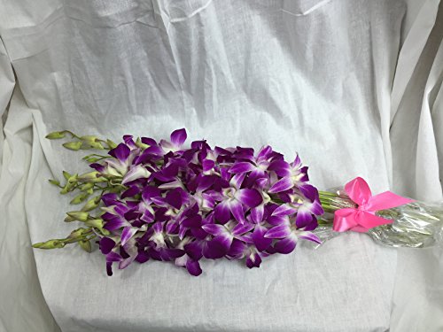 Fresh Cut Flowers -Dendrobium Orchids Bom Sonia (Purple) - NbuFlowers