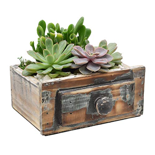 Hallmark Flowers Live Succulent Garden 6" Wide Wooden Drawer Container - NbuFlowers