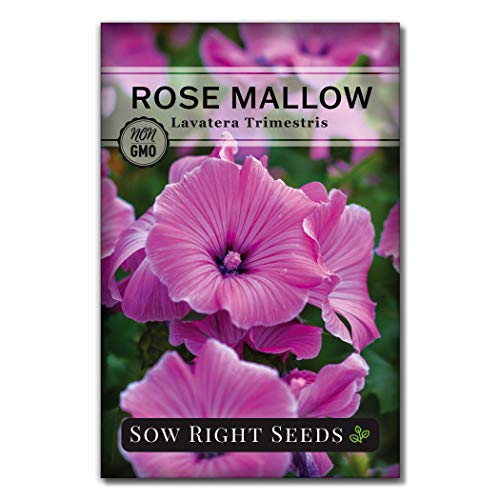 Sow Right Seeds - Flower Seed Garden Collection for Planting - 5 Packets Includes Marigold, Zinnia, Rose Mallow, Cape Daisy, and Aster - Wonderful Gardening Gift - NbuFlowers