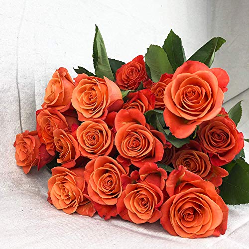 Greenchoice Flowers | 24 Orange Roses Fresh Cut Flowers | Fresh Bulk Flowers | Birthday Flowers | (2 Dozen) - 20 inch Long Stem Flower Cut Direct from Farm… - NbuFlowers