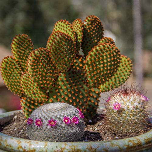 cactus plant