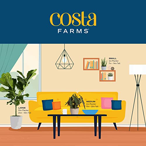 Costa Farms Sansevieria Snake Live Indoor Plant Fresh from Our Farm, 2-Feet Tall, Zeylanica, Green - NbuFlowers