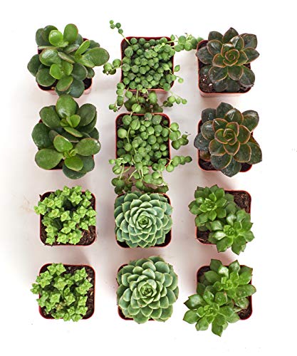 Shop Succulents | Verde Collection | Assortment of Hand Selected, Fully Rooted Live Indoor Green Succulent Plants, 12-Pack - NbuFlowers