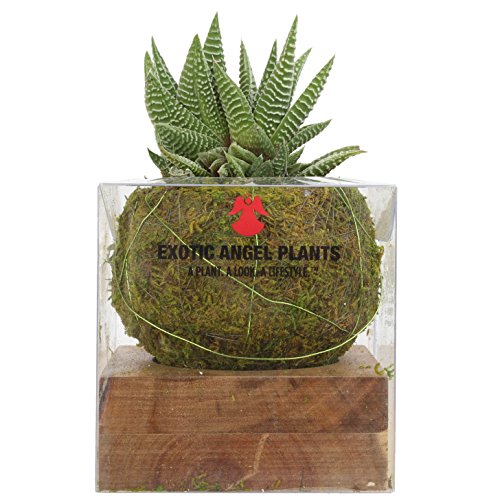 Costa Farms Mini Succulent Fully Rooted Live Indoor Plant, 2.5-Inch Haworthia, in Kokedama Japanese Moss Ball - NbuFlowers