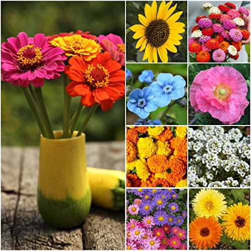 Seed Needs, Butterfly Attracting Annual Cut Flower Wildflower Mixture (100% Pure Live Seed) Bulk Package of 30,000 Seeds - NbuFlowers