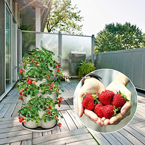 Amazing Creation Stackable Planter Vertical Garden for Growing Strawberries, Herbs, Flowers, Vegetables and Succulents| Indoor/Outdoor 5 Tier Gardening Tower| Vertical Planter (Off-White) - NbuFlowers