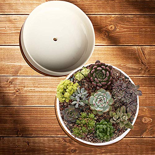 zoutog succulent pots Succulent Pots, ZOUTOG 6 inch White Ceramic Flower Planter Pot with Bamboo Tray, Pack of 2