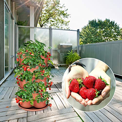 Stacking Self-Watering Strawberry Pot