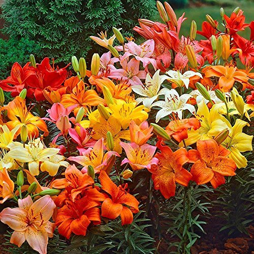 Asiatic Lilies Mix (10 Pack of Bulbs) - Freshly Dug Perennial Lily Flower Bulbs - NbuFlowers