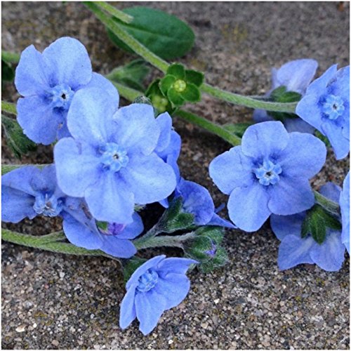 Seed Needs, Butterfly Attracting Annual Cut Flower Wildflower Mixture (100% Pure Live Seed) Bulk Package of 30,000 Seeds - NbuFlowers
