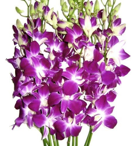 Fresh Flowers - Purple Dendrobium Orchids - NbuFlowers