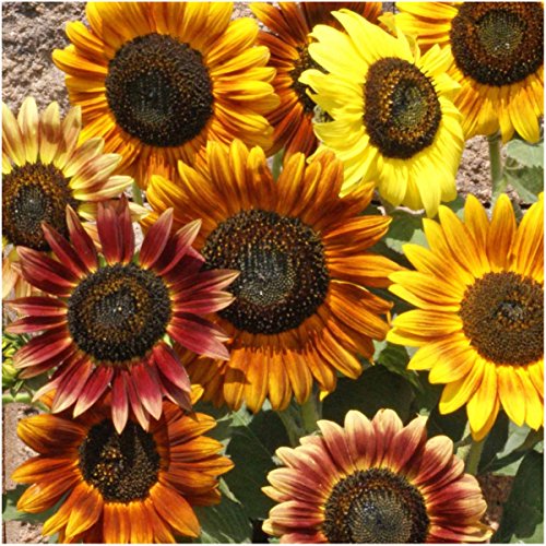 Seed Needs, Bulk Package of 1,000+ Seeds, Sunflower Crazy Mixture 15+ Varieties (Helianthus annuus) Non-GMO - NbuFlowers