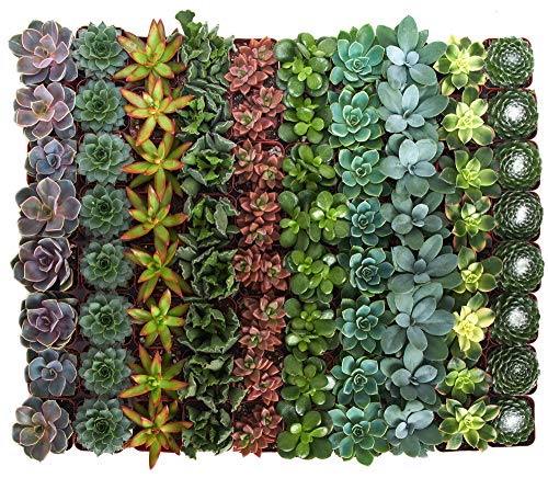 Shop Succulents | Assorted Collection | Variety Set of Hand Selected, Fully Rooted Live Indoor Succulent Plants, 256-Pack - NbuFlowers