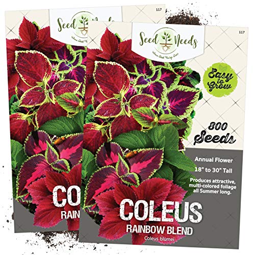 Seed Needs, Rainbow Coleus Mix (Coleus blumei) Twin Pack of 800 Seeds Each - NbuFlowers