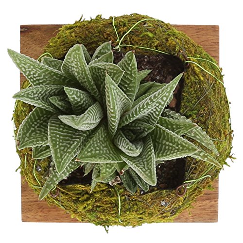 Costa Farms Mini Succulent Fully Rooted Live Indoor Plant, 2.5-Inch Haworthia, in Kokedama Japanese Moss Ball - NbuFlowers