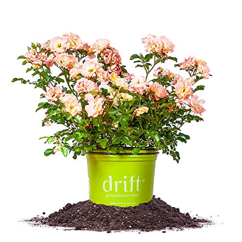 Peach Drift Rose - Size: 1 Gallon, Live Plant, Includes Special Blend Plant Food & Planting Guide - NbuFlowers