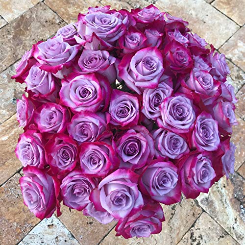 Magenta/Lavender Bi-Colored Roses Flower Bouquet - Beautiful Purple Roses Delivery - Luxury & Fresh Roses - Birthday & Anniversary Roses - Any Occasion (No Vase) (12 Roses) - NbuFlowers