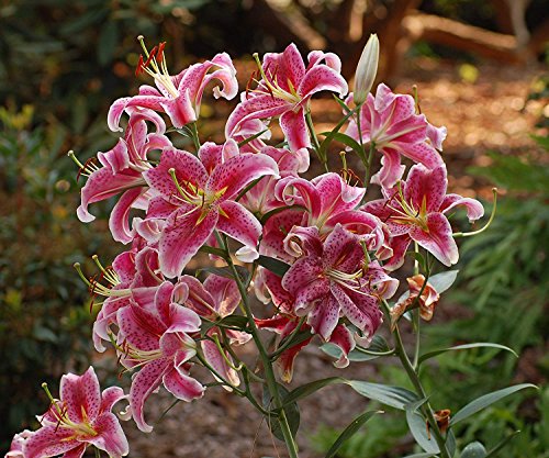 Stargazer Oriental Lilies (12 Pack of Bulbs) - Freshly Dug Flower Bulbs - NbuFlowers
