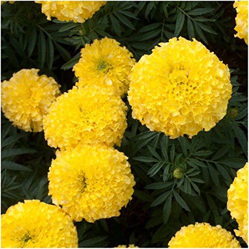 Seed Needs, Butterfly Attracting Annual Cut Flower Wildflower Mixture (100% Pure Live Seed) Bulk Package of 30,000 Seeds - NbuFlowers
