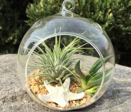 The Drunken Gnome AIR Plants – IONANTHA RUBRA Small – 3 Pack - air Purifying Flowering Tillandsia for Terrarium, Fairy Garden Starter kit, Home Office, Indoor Outdoor, Corporate Gift (3 Small) - NbuFlowers