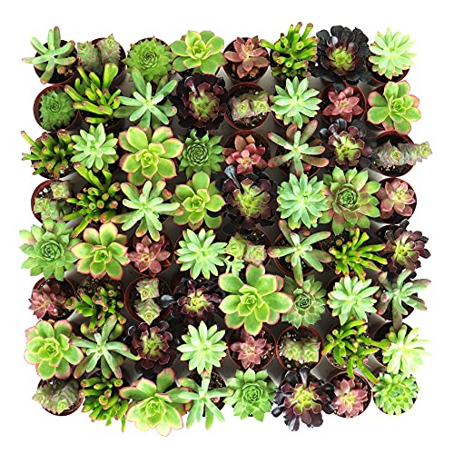 48-Pack Mini Assorted Real Succulents - Randomly Hand Selected 8 Varieties Succulents - Perfect for Fairy Gardening & Wedding Favors - NbuFlowers